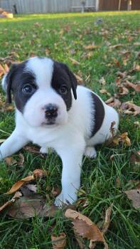 Persimmon -  Mixed Breed Dog for Adoption in Grand Forks, North Dakota - Persimmon | PetCurious