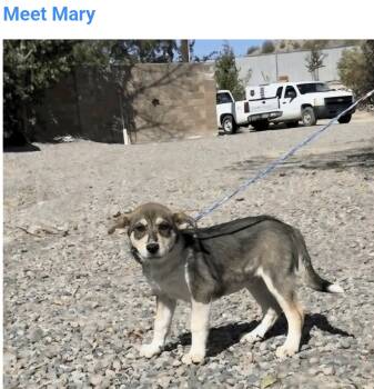 Mary -  Australian Cattle Dog Blue Heeler Dog for Adoption in Salt Lake City, Utah - Mary | PetCurious