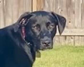Maverick Muffin - Local Guy -  Black Labrador Retriever Dog for Adoption in Andover, Massachusetts - Maverick Muffin - Local Guy | PetCurious