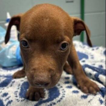 Star Crunch -  Mixed Breed Dog for Adoption in Kansas City, Missouri - Star Crunch | PetCurious