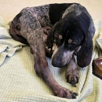 Ladybird -  Mixed Breed Dog for Adoption in Charleston, West Virginia - Ladybird | PetCurious