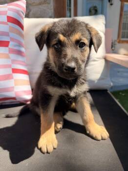 Barry -  German Shepherd Dog Dog for Adoption in Pleasant Hill, California - Barry | PetCurious