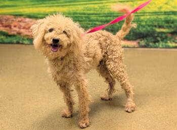 LUCKY -  Poodle and Mixed Breed Dog for Adoption in Moreno Valley, California - LUCKY | PetCurious