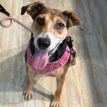 Georgia -  Beagle and Mixed Breed Dog for Adoption in Phoenix, Maryland - Georgia | PetCurious