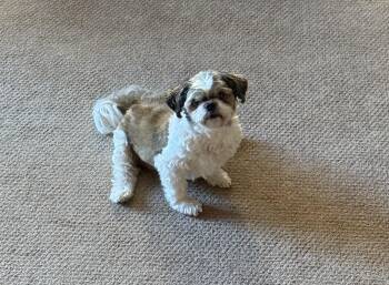 Rescue Shih Tzu Dogs for Adoption in Baldwin, New York - Snooki | PetCurious