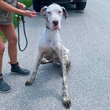Suzette Stray Hold 7/21 -  Mixed Breed Dog for Adoption in Huntington, West Virginia - Suzette Stray Hold 7/21 | PetCurious