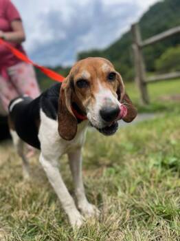 Rescue Treeing Walker Coonhound and Coonhound Dogs for Adoption in Hot Springs, North Carolina - Reba-NEEDS FOSTER! | PetCurious
