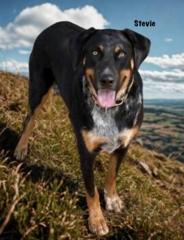 Stevie -  Labrador Retriever and Australian Shepherd Dog for Adoption in Thibodaux, Louisiana - Stevie | PetCurious