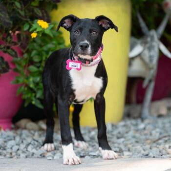 Hope -  Labrador Retriever Dog for Adoption in Wake Forest, North Carolina - Hope | PetCurious