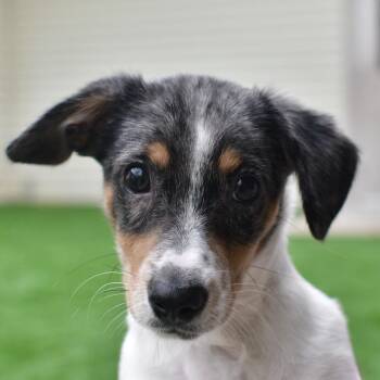 Rowan -  Mixed Breed Dog for Adoption in Ottawa, Kansas - Rowan | PetCurious