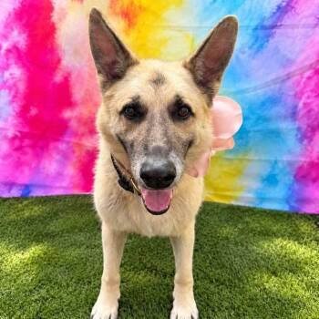 Soda -  German Shepherd Dog Dog for Adoption in Warren, Ohio - Soda | PetCurious