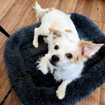 Oscar -  Chihuahua Dog for Adoption in Ojai, California - Oscar | PetCurious