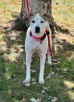 Bali -  Labrador Retriever Dog for Adoption in Springfield, Illinois - Bali | PetCurious