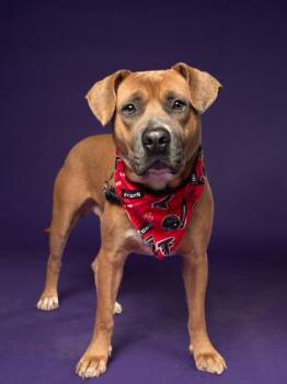 Jolly boy -  Pit Bull Terrier and Mixed Breed Dog for Adoption in Atlanta, Georgia - Jolly Boy | PetCurious