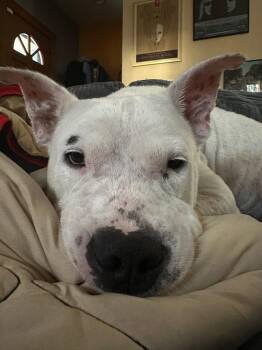 Terrier Dogs Available for Adoption in Milwaukee, Wisconsin - Frankie (Hospice Foster Needed) | PetCurious