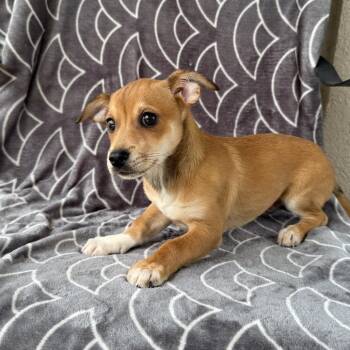 Petite Plumber -  Terrier and Mixed Breed Dog for Adoption in Carencro, Louisiana - Petite Plumber | PetCurious
