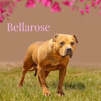 Bellarose -  Pit Bull Terrier Dog for Adoption in Northbrook, Illinois - Bellarose | PetCurious