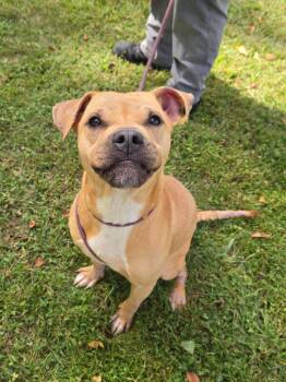 Yoda -  Pit Bull Terrier and American Bully Dog for Adoption in Trenton, New Jersey - Yoda | PetCurious