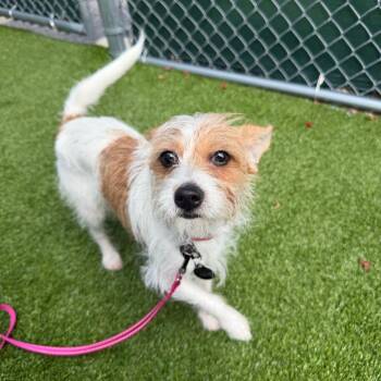 Dior -  Chihuahua and Yorkshire Terrier Dog for Adoption in Warwick, Rhode Island - Dior | PetCurious