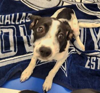 CHLOE -  Pointer and Mixed Breed Dog for Adoption in St. Louis, Missouri - CHLOE | PetCurious
