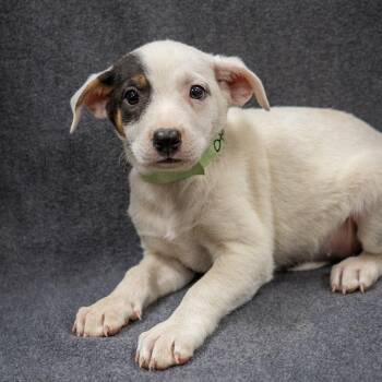 Otter -  Mixed Breed Dog for Adoption in Cheyenne, Wyoming - Otter | PetCurious