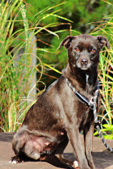 Rescue Feist and Labrador Retriever Dogs for Adoption in Tiger, Georgia - BeBe | PetCurious