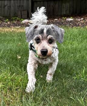 Bandit -  Miniature Dachshund and Miniature Poodle Dog for Adoption in Holland, Michigan - Bandit | PetCurious