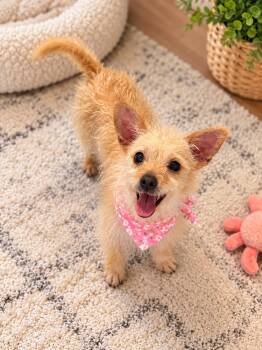 Connie -  Cairn Terrier and Terrier Dog for Adoption in Phoenix, Arizona - Connie | PetCurious