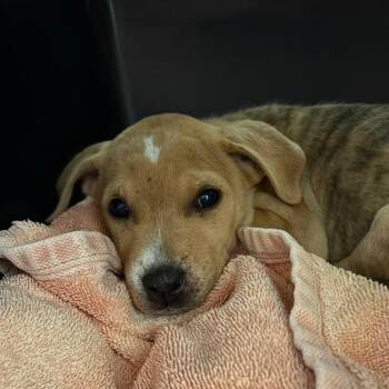 American Staffordshire Terrier Dogs Available for Adoption in Greenville, South Carolina - Sushi Roll | PetCurious