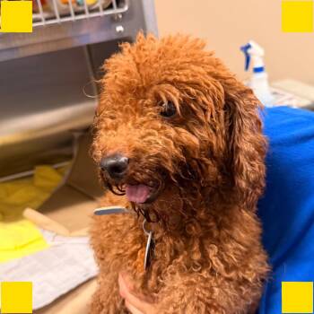PM8829 Alphie -  Miniature Poodle and Mixed Breed Dog for Adoption in Port Washington, New York - PM8829 Alphie | PetCurious