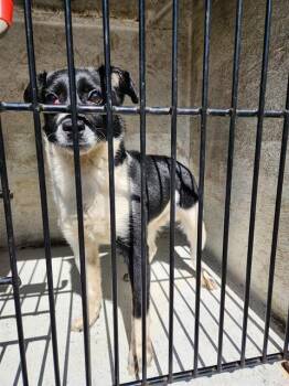 Parson Russell Terrier and Mixed Breed Dogs Available for Adoption - BONNER | PetCurious