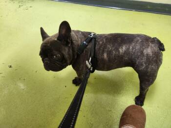 Bruno -  French Bulldog and Bulldog Dog for Adoption in Buena Park, California - Bruno | PetCurious