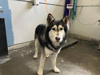 Rescue Alaskan Malamute Dogs for Adoption in Camarillo, California - MISHU | PetCurious
