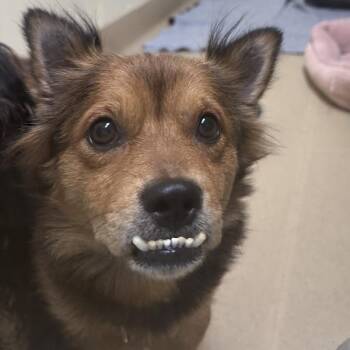 Dorothy -  Spaniel and Chihuahua Dog for Adoption in Walnut Creek, California - Dorothy | PetCurious