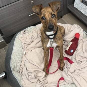 Dory -  Mixed Breed Dog for Adoption in Jupiter, Florida - Dory | PetCurious