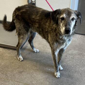Zeus -  Mixed Breed Dog for Adoption in Las Cruces, New Mexico - Zeus | PetCurious
