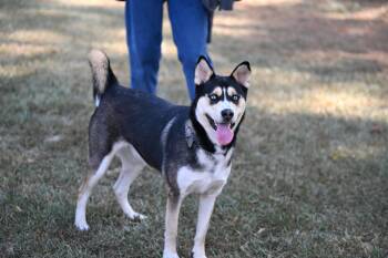 Luna -  Husky Dog for Adoption in Falmouth, Maine - Luna | PetCurious