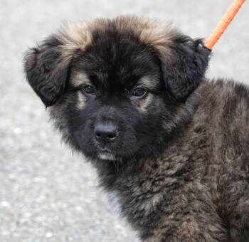 Shepherd Dogs Available for Adoption in Millfield, Ohio - Cub | PetCurious