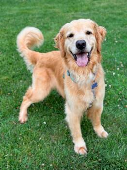 Molly Golden -  Golden Retriever Dog for Adoption in Princeton, Massachusetts - Molly Golden | PetCurious