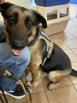 Mixed Breed Dogs Available for Adoption in Longmont, Colorado - Oso | PetCurious