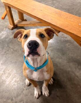Abe -  Mixed Breed Dog for Adoption in Indianapolis, Indiana - Abe | PetCurious
