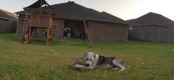 Bandit -  Australian Shepherd Dog for Adoption in Fayetteville, Arkansas - Bandit | PetCurious