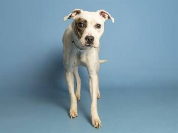 PAISLEY -  Pit Bull Terrier Dog for Adoption in Phoenix, Arizona - PAISLEY | PetCurious