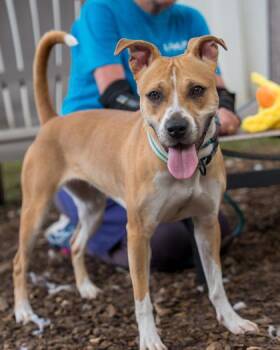 Mixed Breed Dogs Available for Adoption in Chamblee, Georgia - Christy | PetCurious