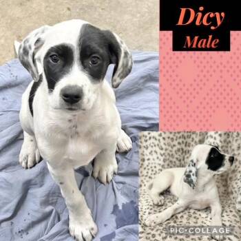 Hound Dogs Available for Adoption - Dicy | PetCurious