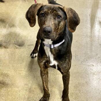 Plott Hound and Beagle Dogs Available for Adoption in Cincinnati, Ohio - Phillip 2026 | PetCurious