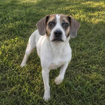 Arianna -  Beagle Dog for Adoption in Danville, Vermont - Arianna | PetCurious