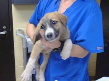 WALMART -  Anatolian Shepherd and Mixed Breed Dog for Adoption in Cookeville, Tennessee - WALMART | PetCurious