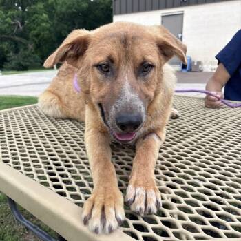 Australian Cattle Dog Blue Heeler Dogs Available for Adoption in Stillwater, Oklahoma - Leeland | PetCurious