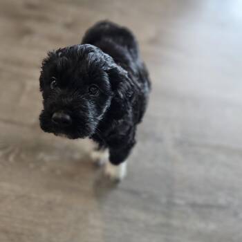 Bernadoodle Dogs Available for Adoption in Shiloh, Illinois - Poppy | PetCurious